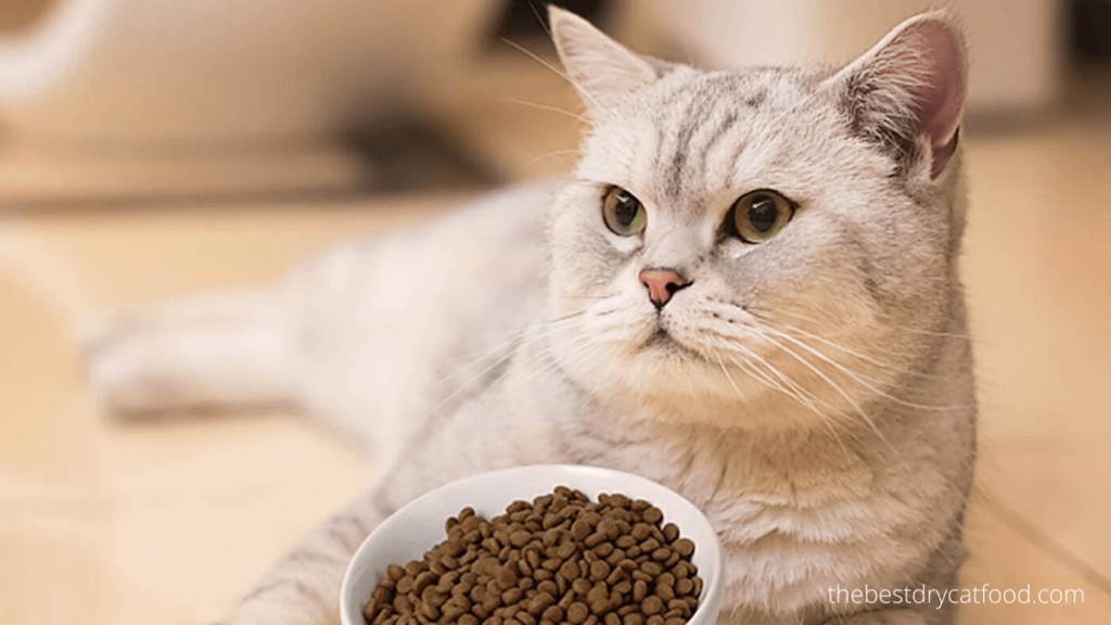 Best Grain Free Dry Cat Food 2024 Latest Reviews Never Seen Before