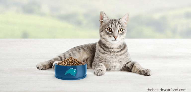 best indoor dry cat food