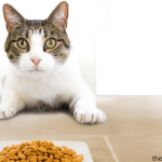 best dry cat food for sensitive stomachs