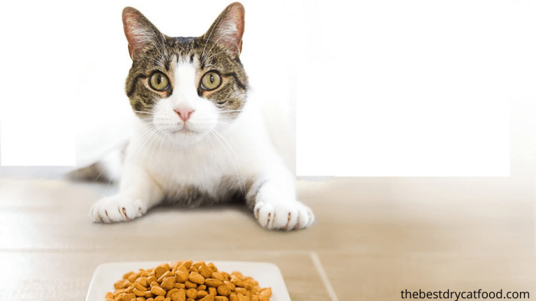 best dry cat food for sensitive stomachs