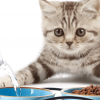 best high protein dry cat food