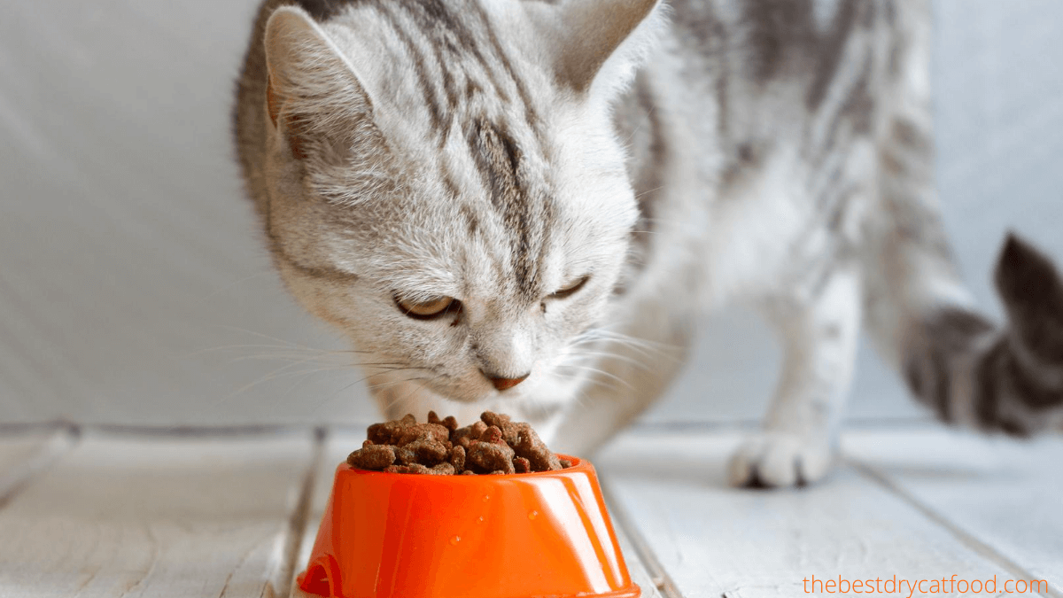 Best Dry Cat Food For Urinary Tract Health