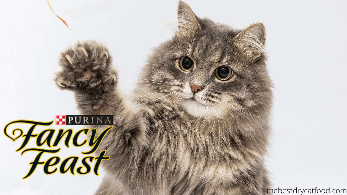 Purina Fancy Feast Dry Cat Food Reviews