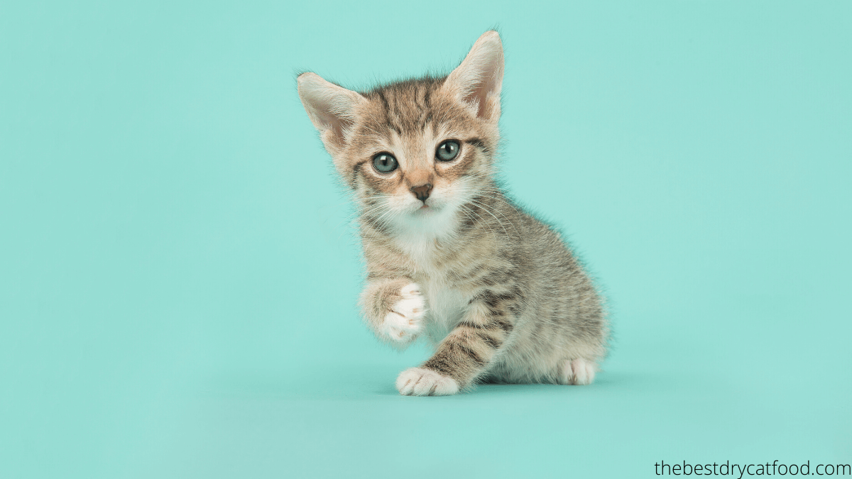 how long should kittens eat kitten food