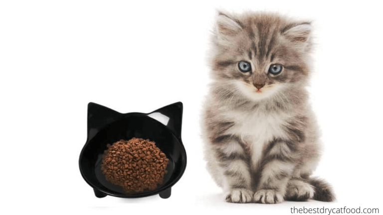 best dry kitten food reviews