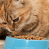 how to make dry cat food