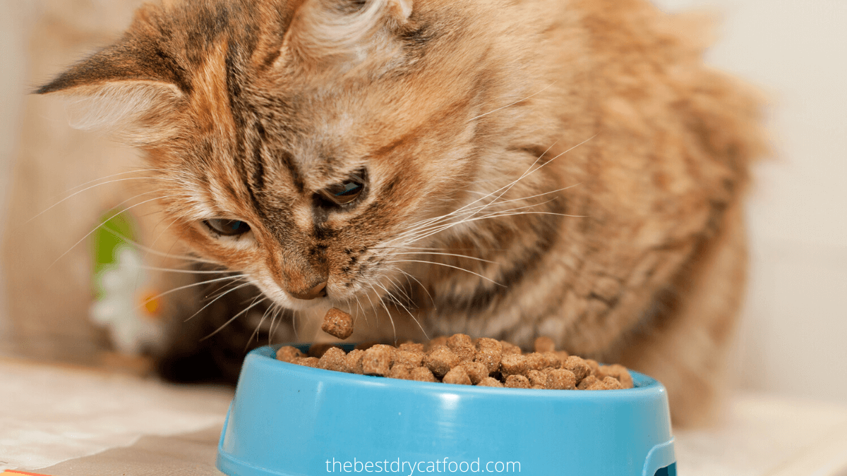 how to make dry cat food