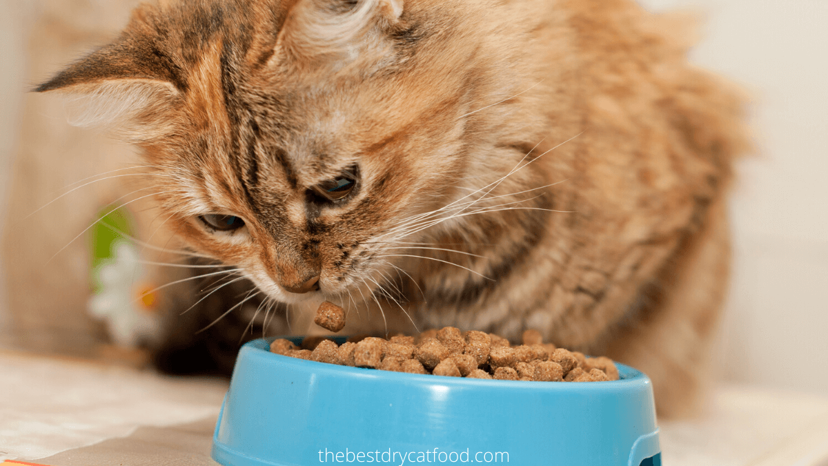 homemade-cat-food-to-gain-weight-cat-meme-stock-pictures-and-photos