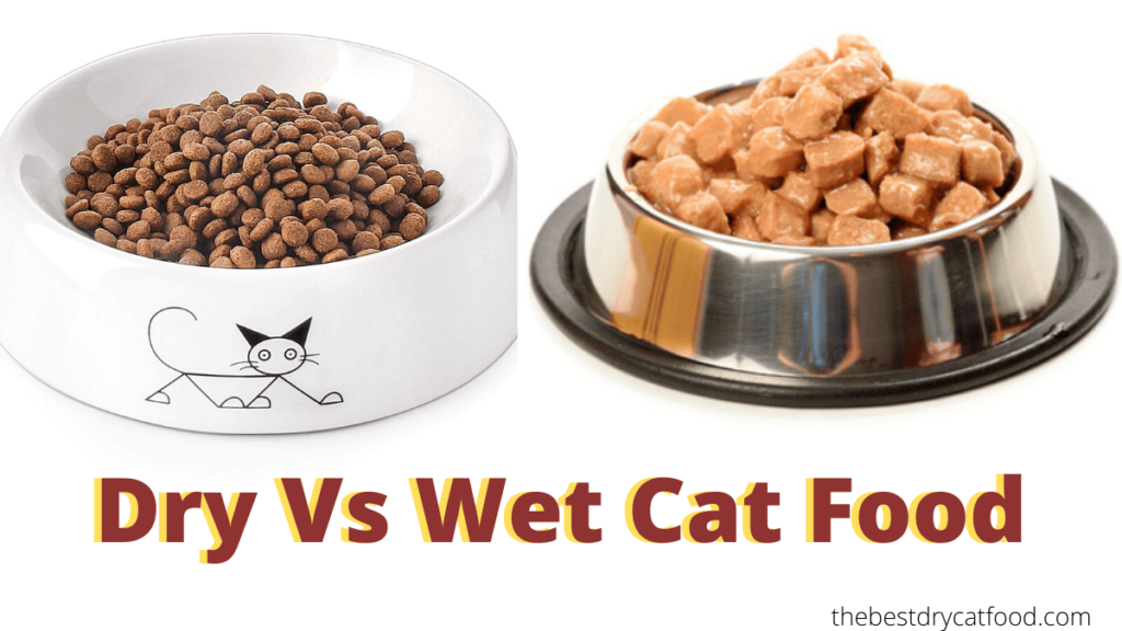 wet-versus-dry-cat-food-what-should-i-feed-to-my-cat