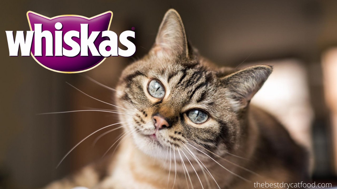 Whiskas Dry Cat Food Reviews Exclusive Analysis Full Buying Guide