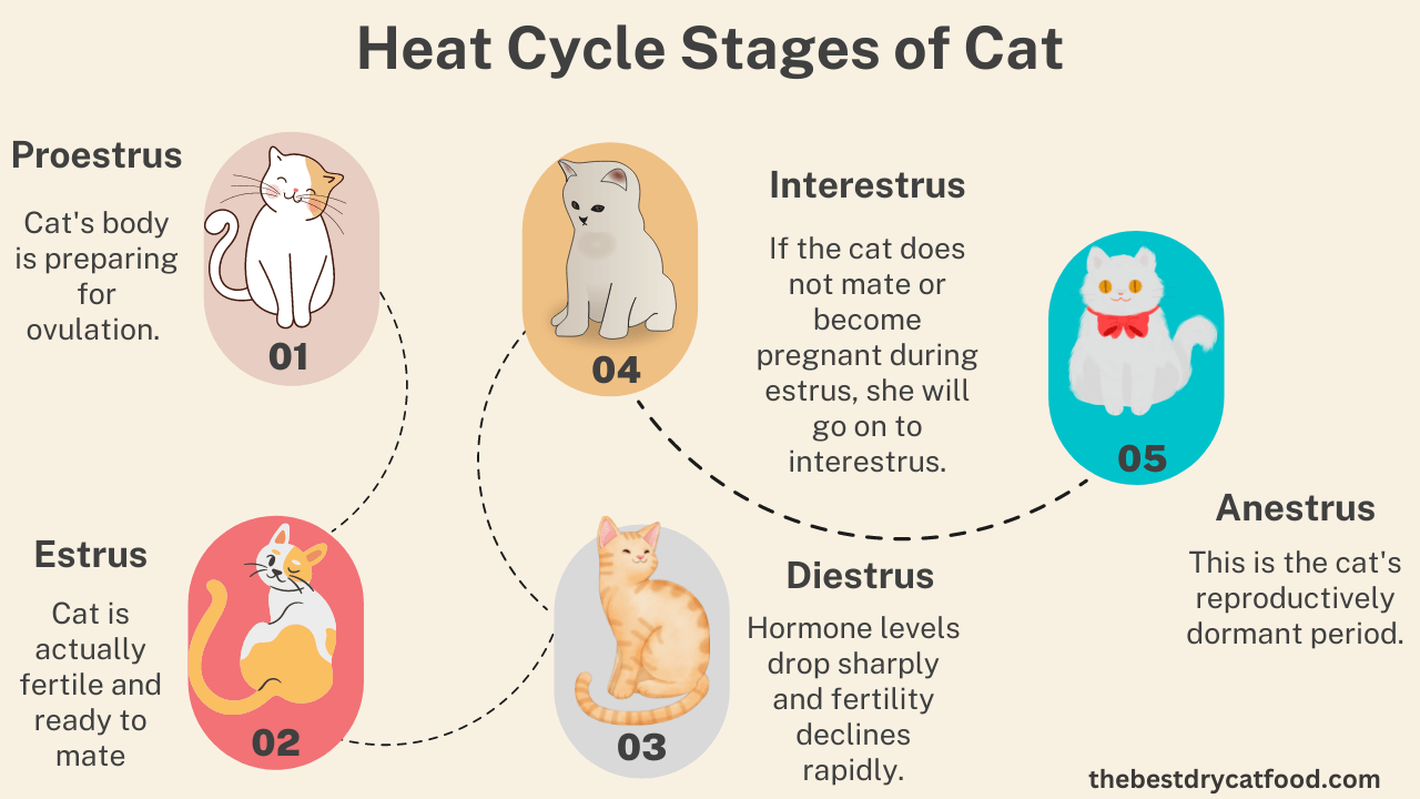 The Stages of Heat Cycles in Cats