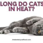 How Long Do Cats Stay In Heat? | All Cat Care Explained
