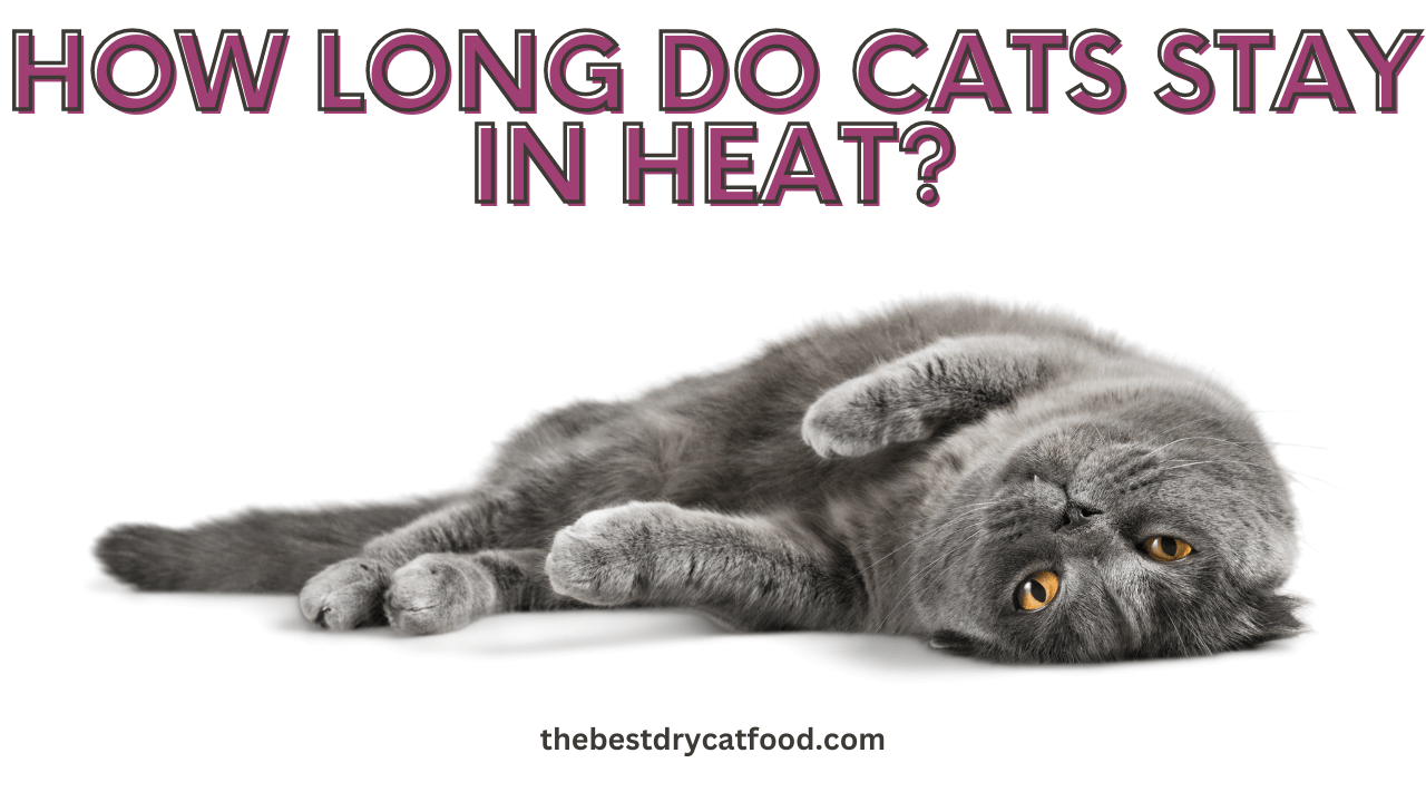 how long does a cat stay in heat