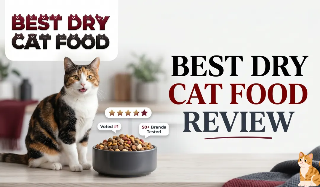 Best Dry Cat Food Reviews Vet-Reviewed Rankings and Complete Buyer’s Guide